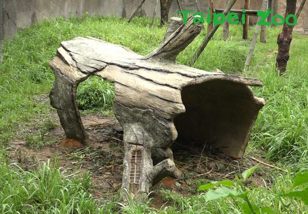 红毛猩猩户外活动场，近期出现了一个神秘树洞！