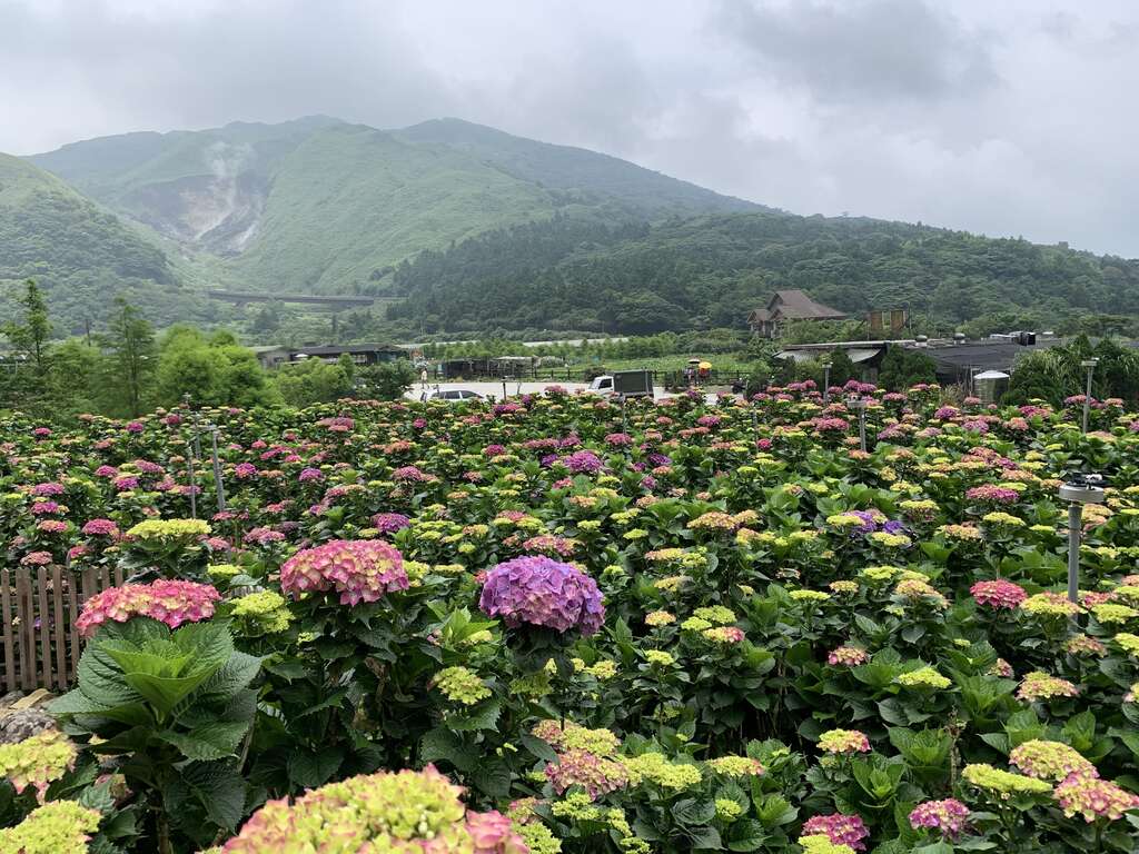 遍野的绣球花