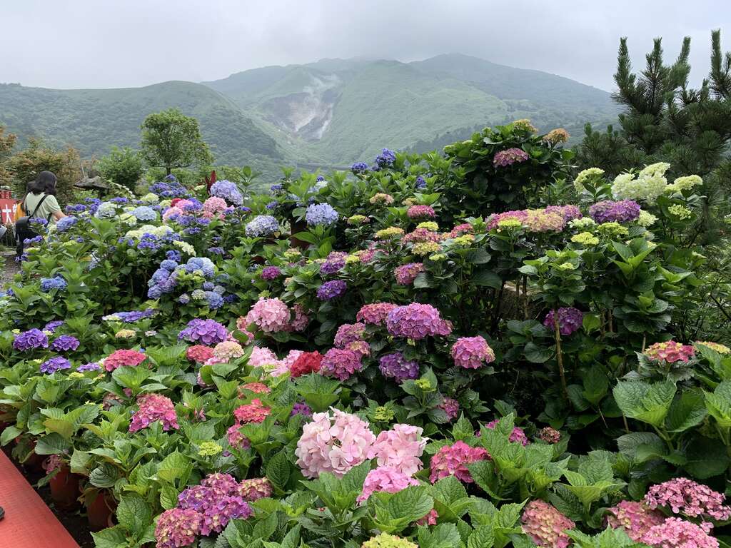 绣球花