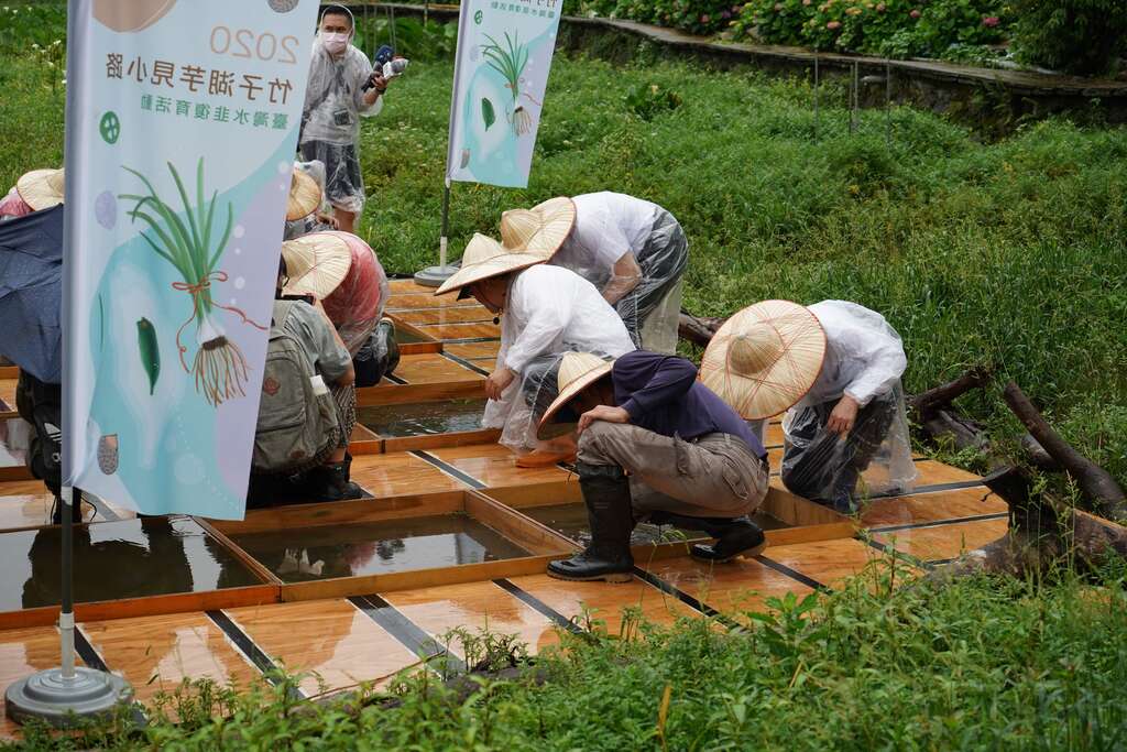 4.臺灣水韭復育