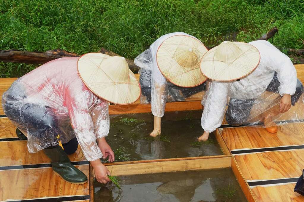 Conservation of Taiwan Quillwort Successful at Zhuzihu
