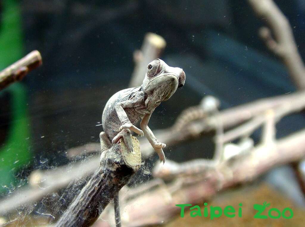 宝宝现在约2周大，就像人类小朋友一样，非常顽皮