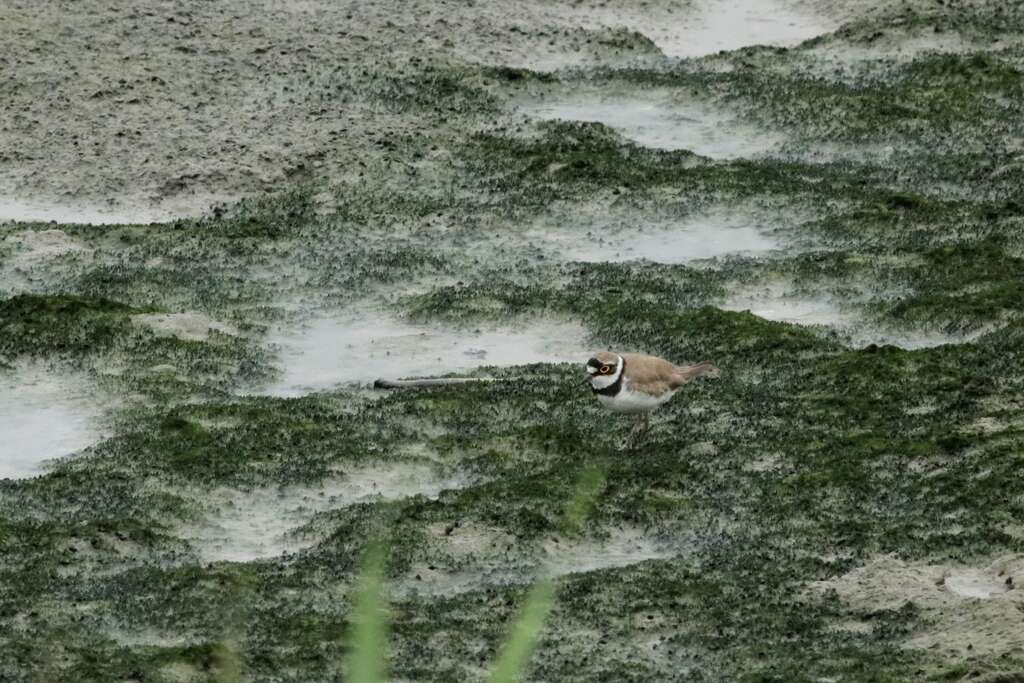 小環頸鴴