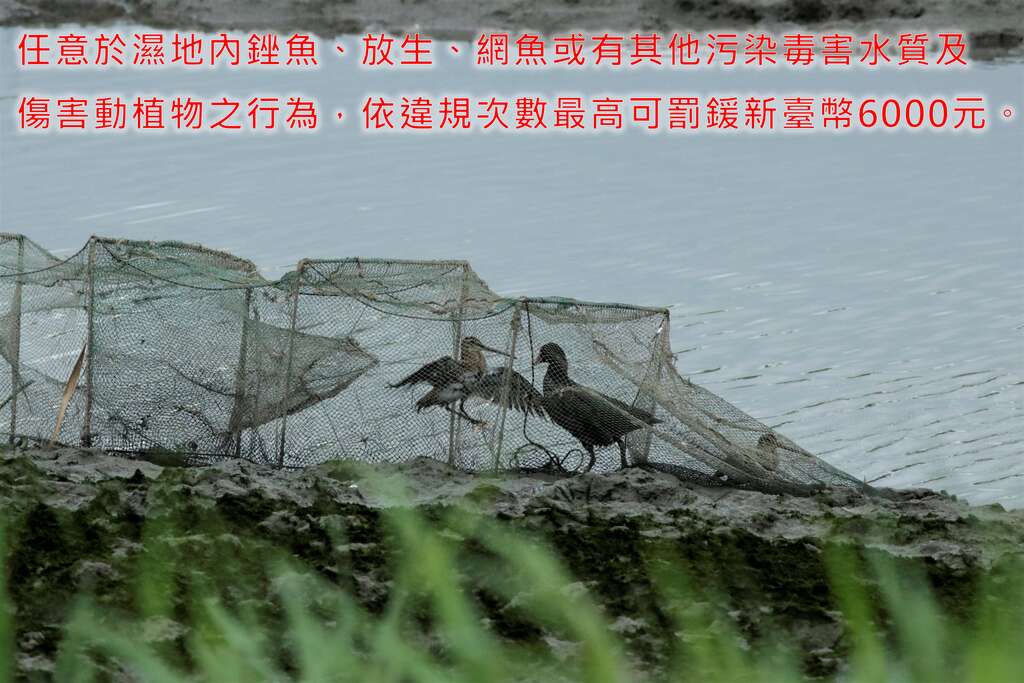 若任意於濕地內銼魚、放生、網魚或有其他污染毒害水質及傷害動植物之行為，依違規次數最高可罰鍰新臺幣6000元