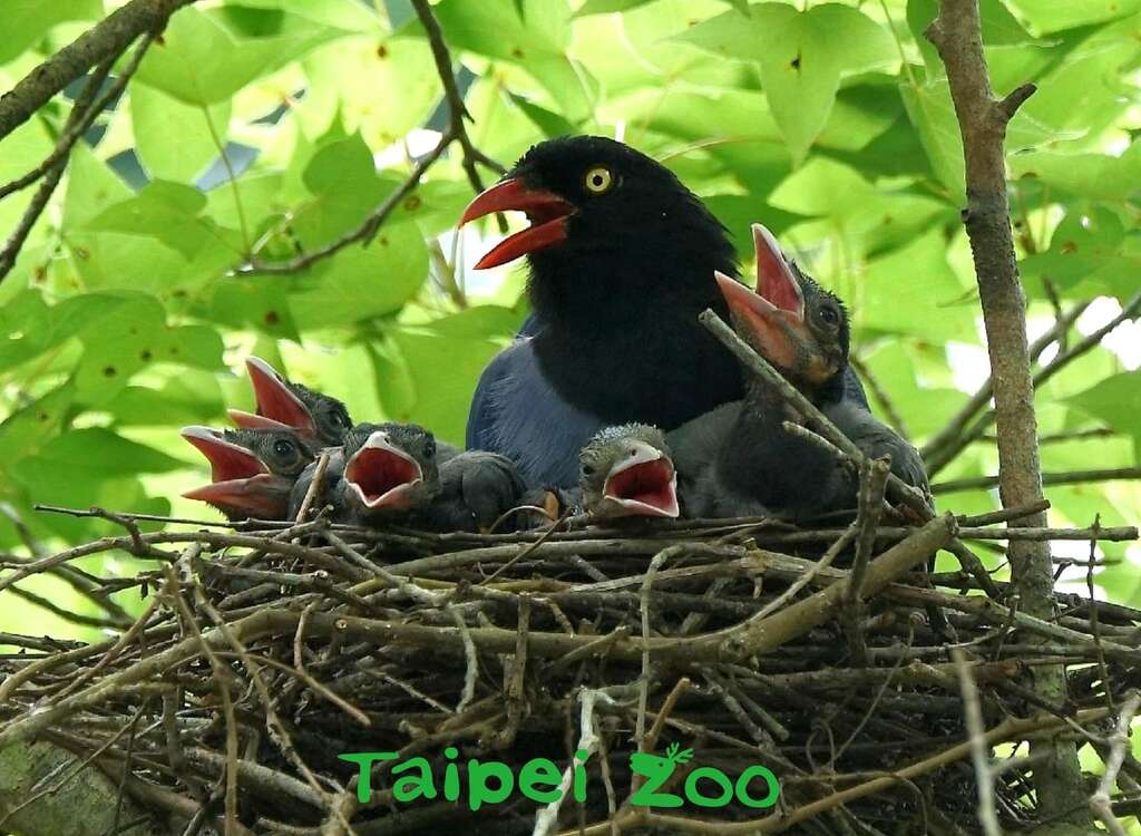 台湾蓝鹊繁殖季节时非常凶悍,成鸟时常会在鸟巢附近的树梢「盯哨」(詹德川摄)