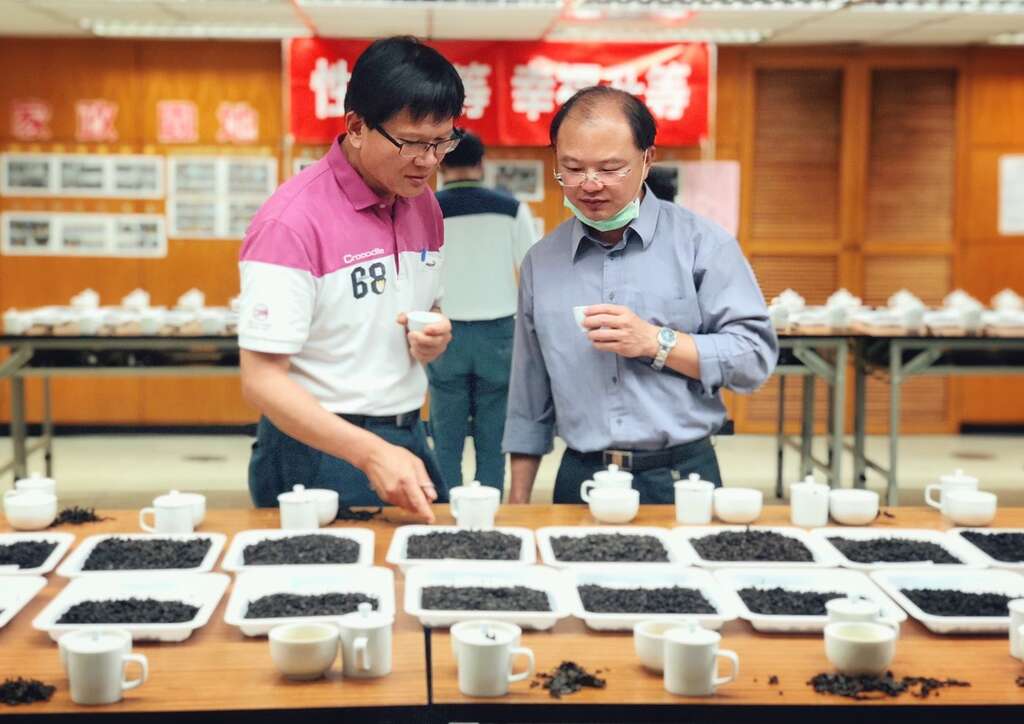 春季優良鐵觀音茶比賽評審