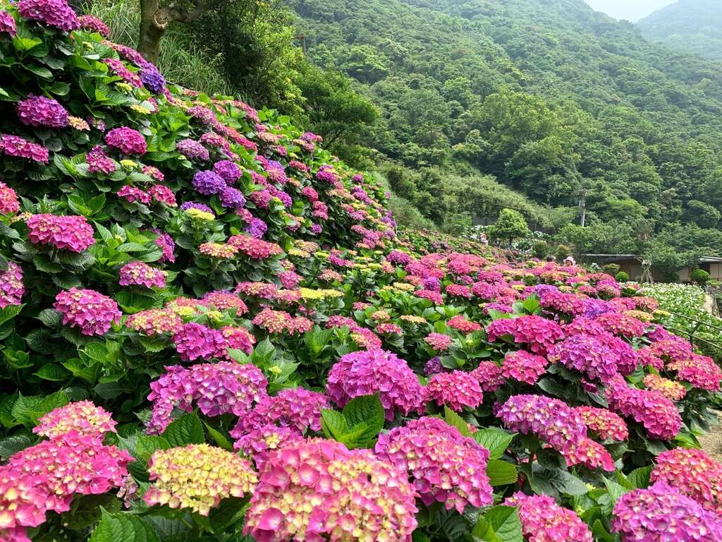 色彩缤纷的绣球花海