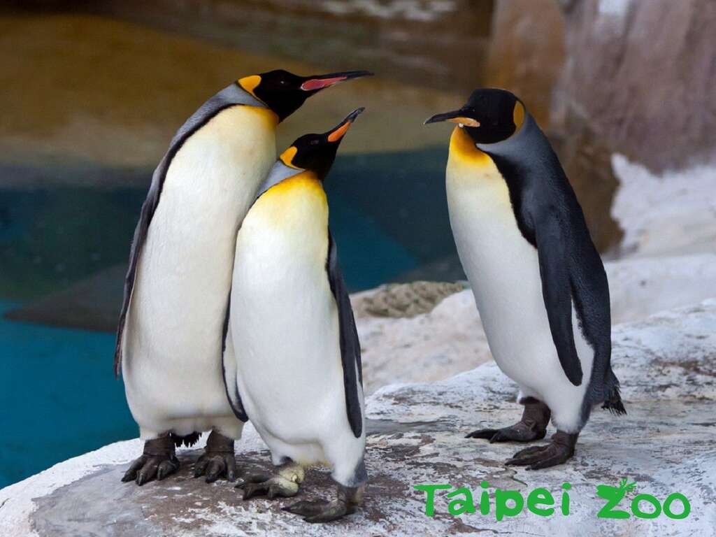 国王企鹅对於外在环境的变化感受度很高（柯春华摄）