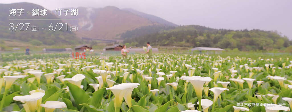 2020竹子湖海芋季 & 繡球花季