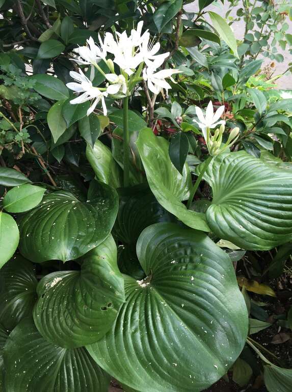 假玉簪花梗抽出後才長葉子，清雅素白花朵帶有淡淡的清香，葉子的形狀像個圓潤的愛心。