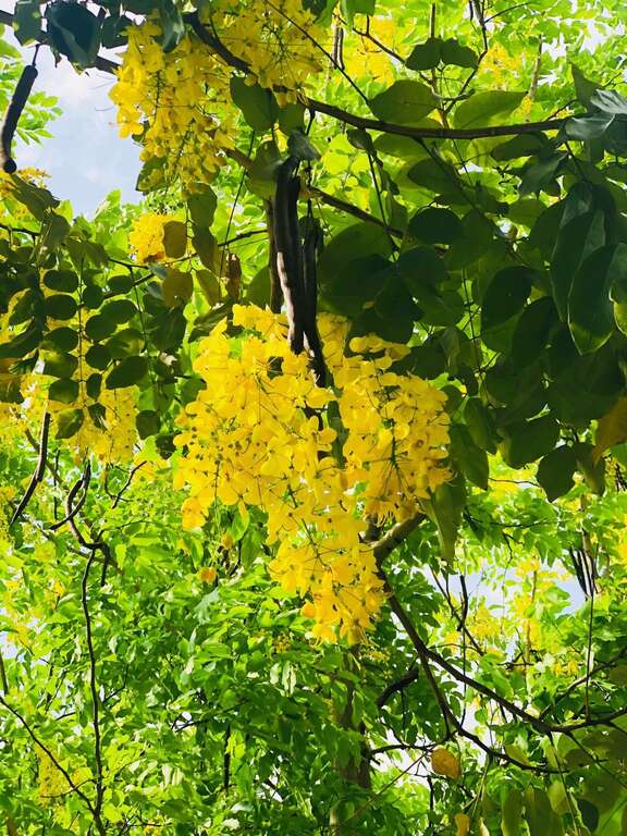 一串串黄花垂挂争