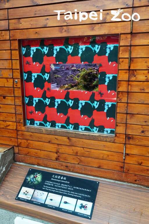 火焰箭毒蛙已經正式在兩棲爬蟲動物館和遊客見面囉！