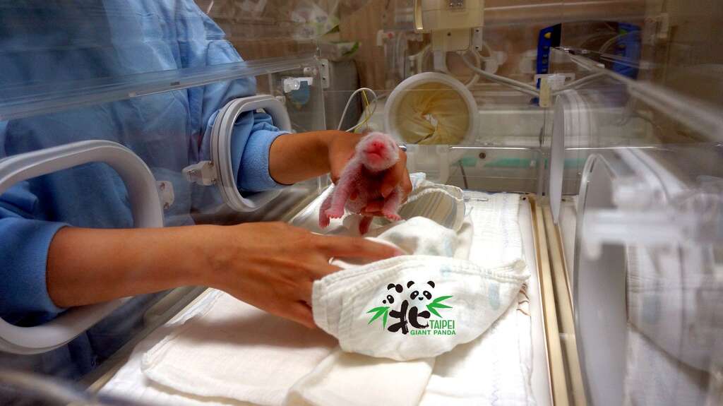 保育員為大貓熊寶寶換乾淨的紗布巾被被（7月2日，4日齡）