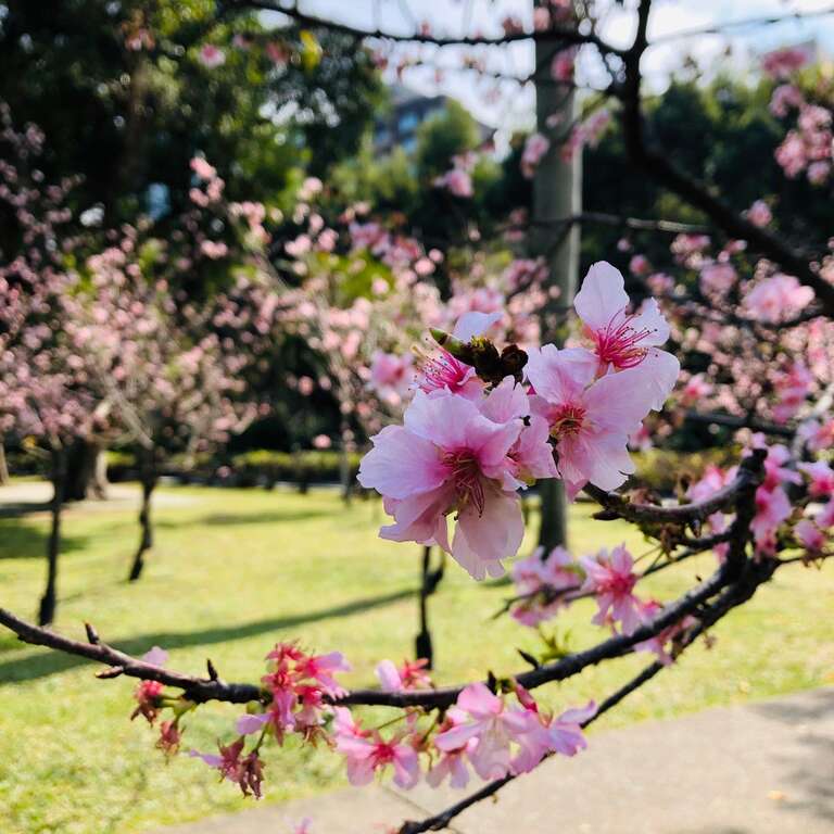 图二_本次赠送樱花种类-河津樱
