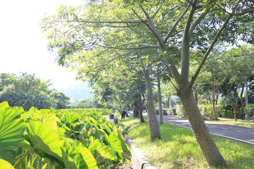 12路旁的芋頭田具有鄉村風味