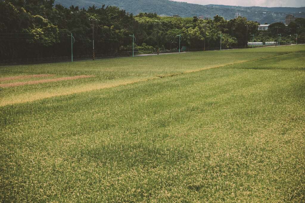 走入台北田野間