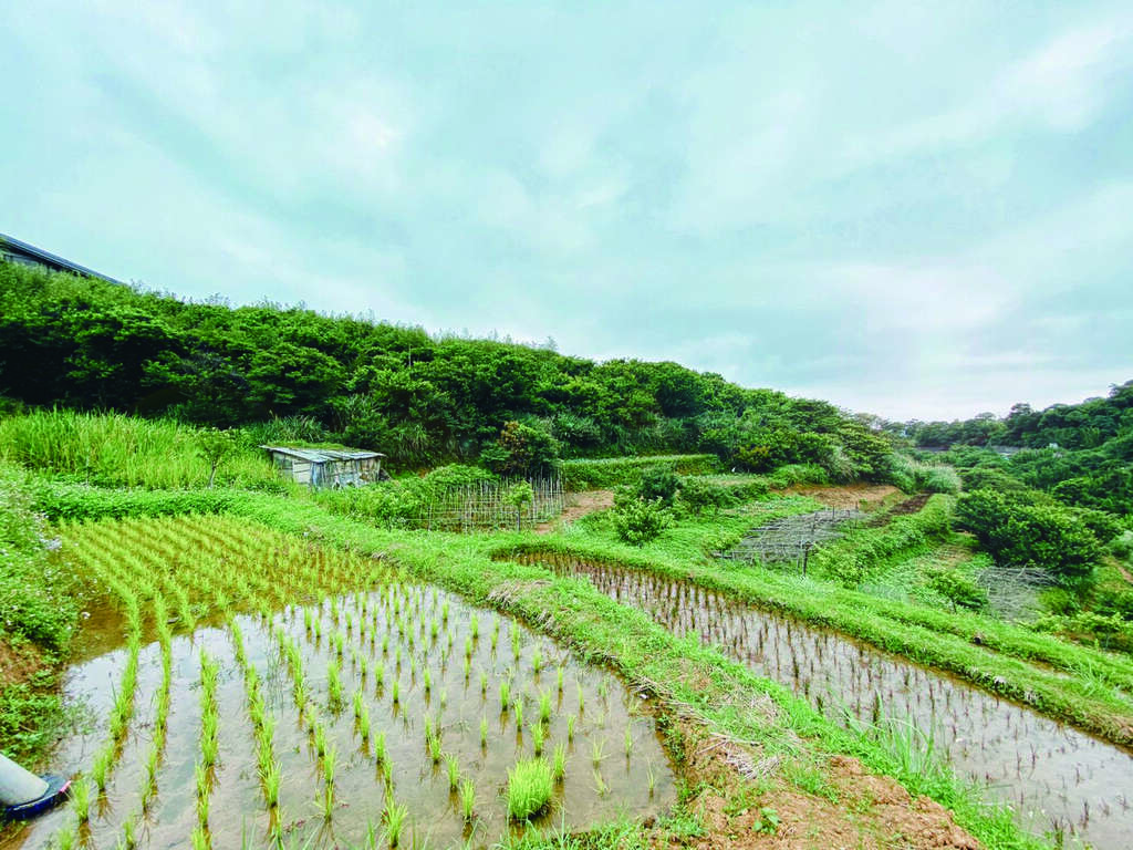 平等里重現水梯田地景，讓民眾在都市也能體驗鄉村風情。( 圖／台北市工務局大地工程處)