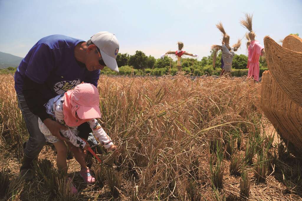 每到7 月，关渡平原稻作结穗呈现一片金黄，台北市产业发展局与北投区农会便会举办活动让民众参与收割。( 图／台北市产业发展局)