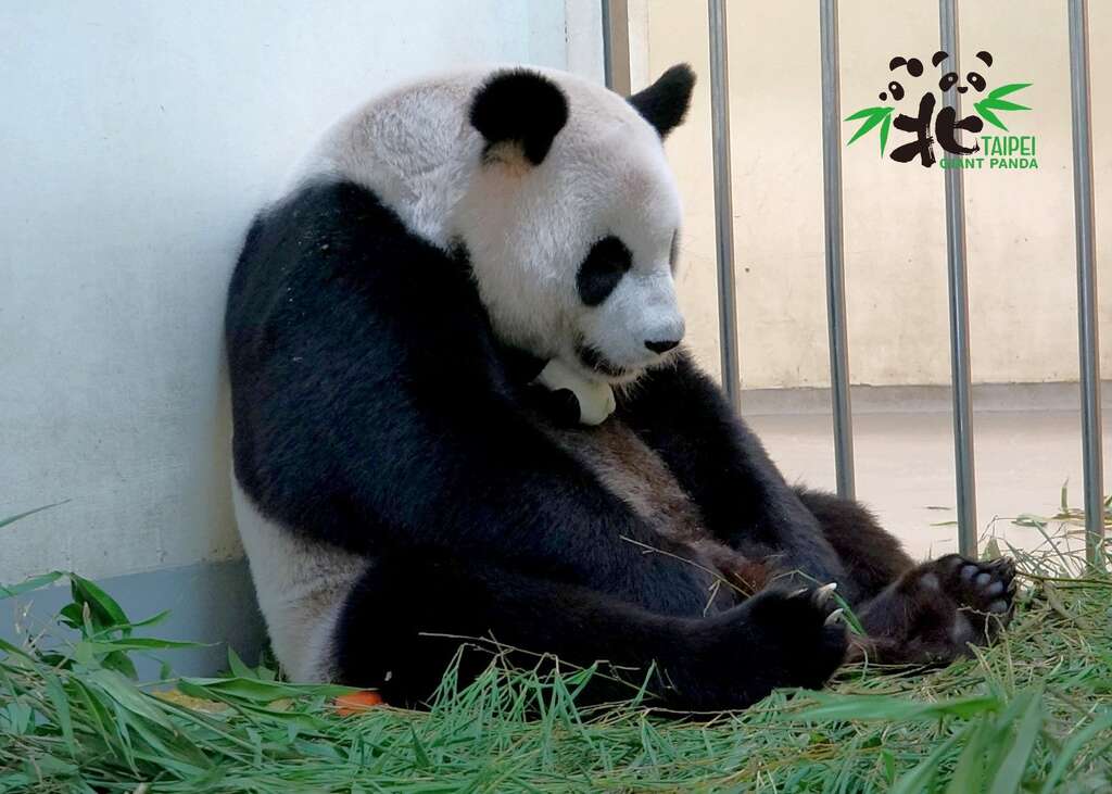 「圓圓」超睏，累到用下巴固定仿仔，偷瞇一下也好！