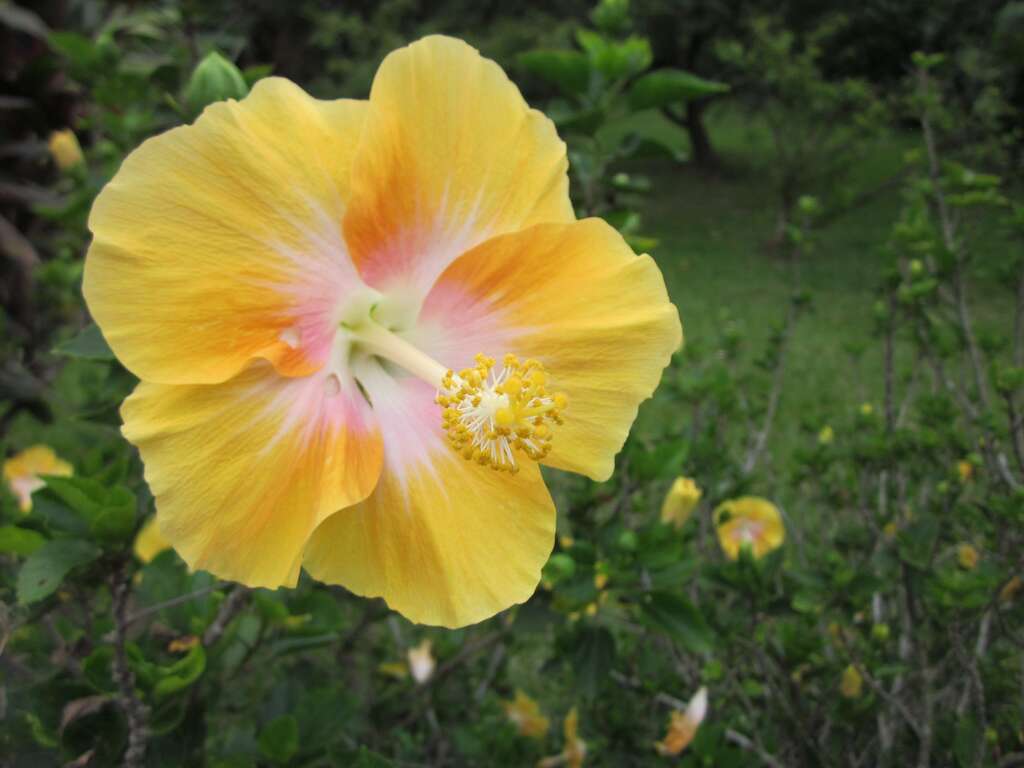 黄花扶桑