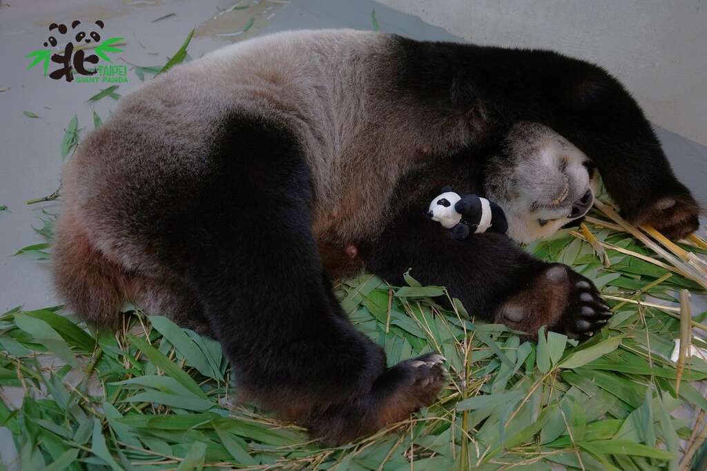 大貓熊「圓圓」：媽咪累翻了！