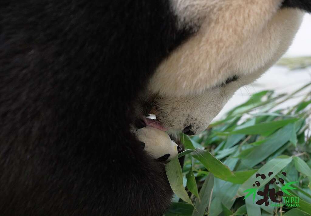 大貓熊「圓圓」是個溫柔貼心的好媽媽