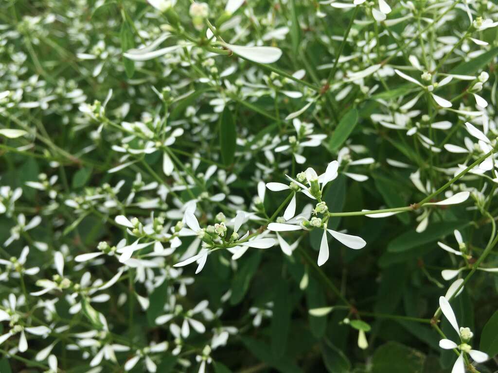 雪花草是夏日玫瑰園可愛的配角