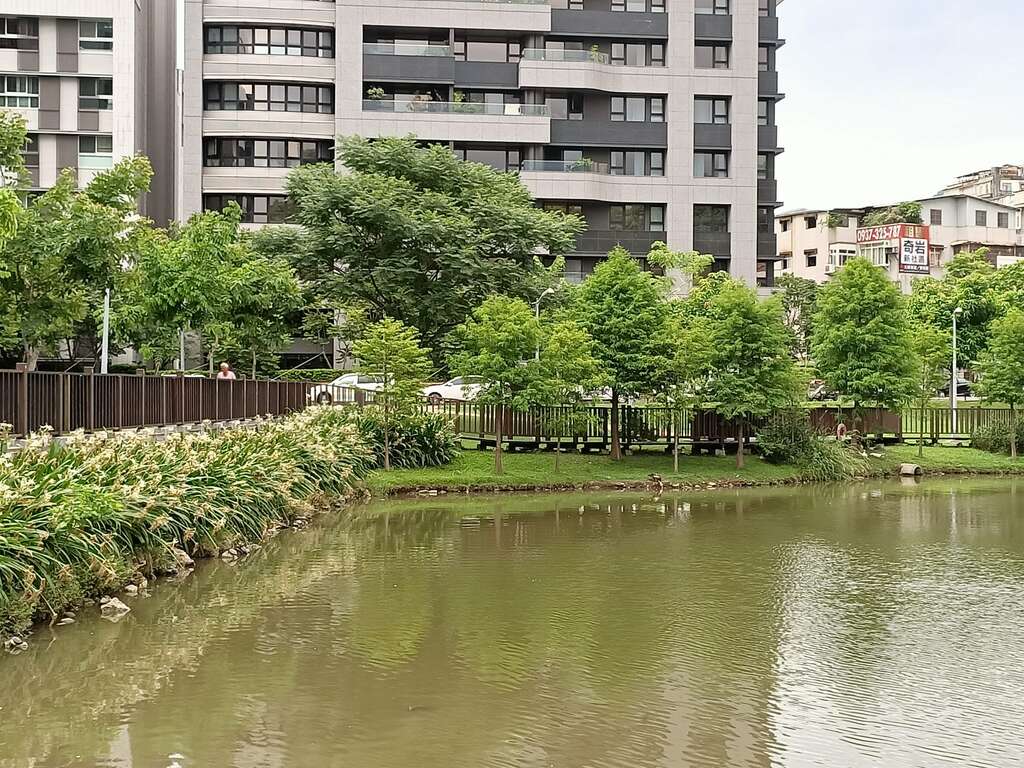 池边设有环池木栈步道及平台,沿岸种有蟙蛛百合及落羽松。