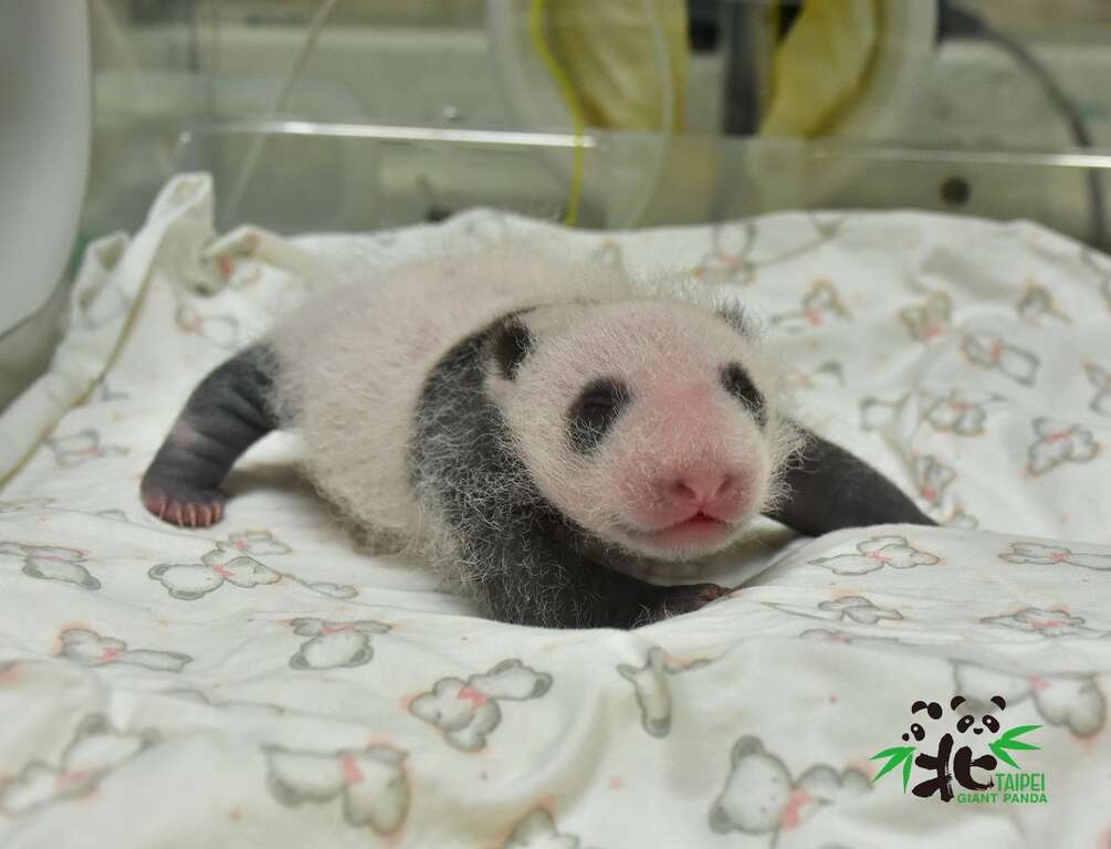 大猫熊宝宝：啊！「米其林」腿腿被看到了！