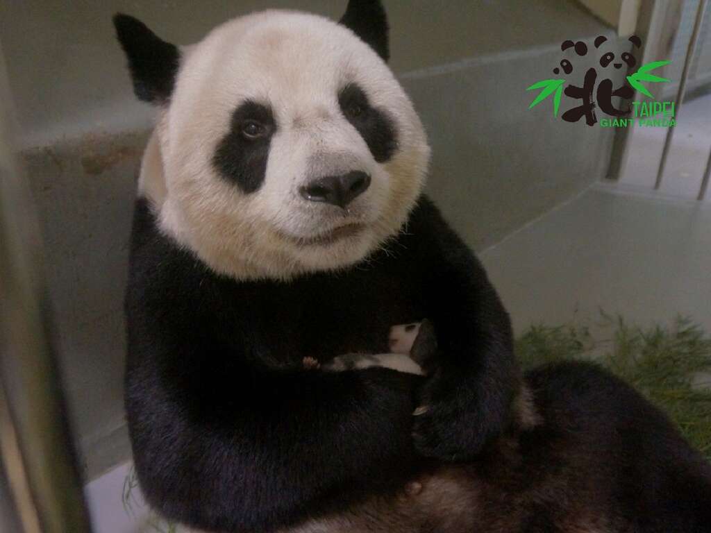 現在「圓仔妹」雖然成功回到「圓圓」的懷抱，但未來一周仍是極為關鍵的時期