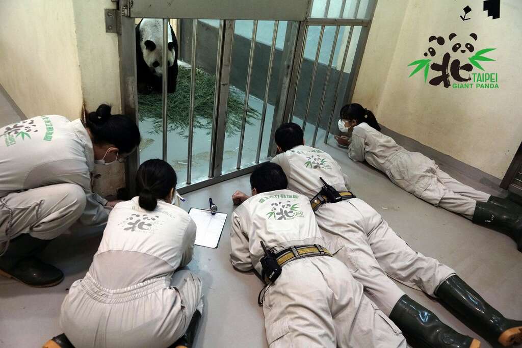 為了確認「圓仔妹」是否正在喝奶，保育員們全趴了！