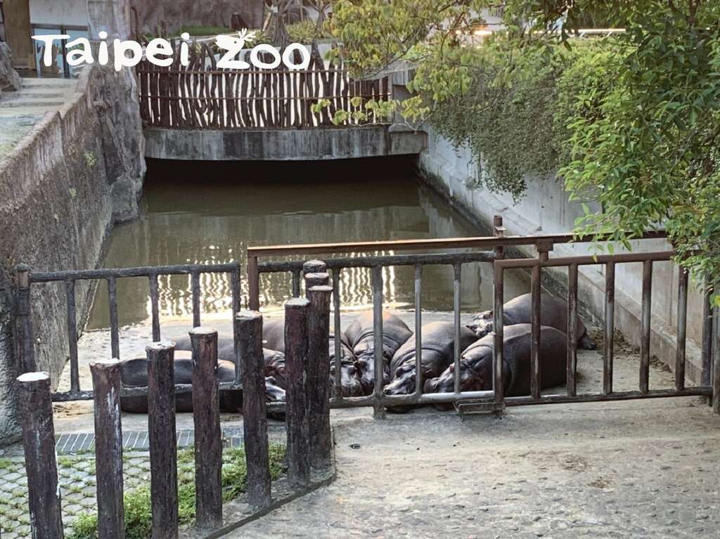 吃飯時間結束後，河馬總是依偎在一起休息、睡覺，彷彿剛才的食物搶奪大戰從來沒發生過