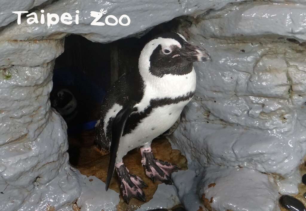 每年只有最強悍的黑腳企鵝才能佔據室內的巢穴
