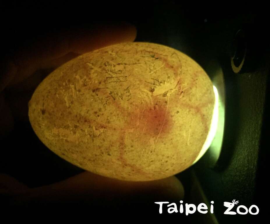 为了提高黑脚企鹅蛋的孵化率，台北市立动物园自105年起，启用机器代孵