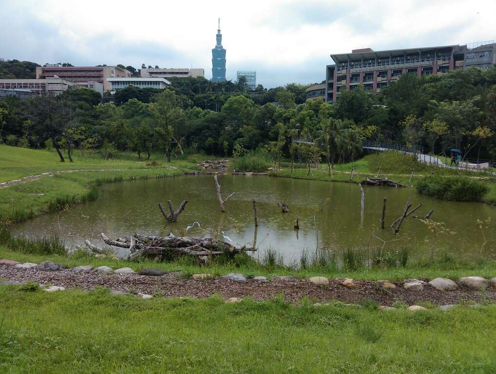 10永春陂濕地公園營造多個濕地生態池，景觀十分優美。