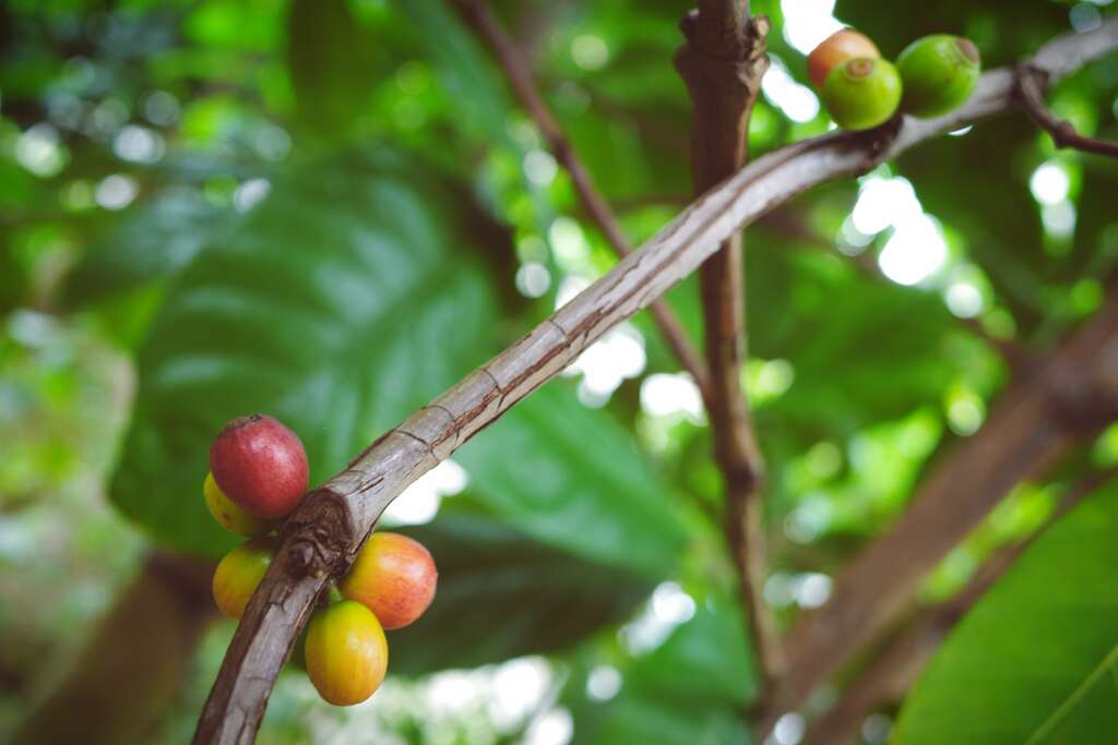 成熟的果实由深绿转成鲜红色，由於色泽与樱桃相近，故昵称之「咖啡樱桃」