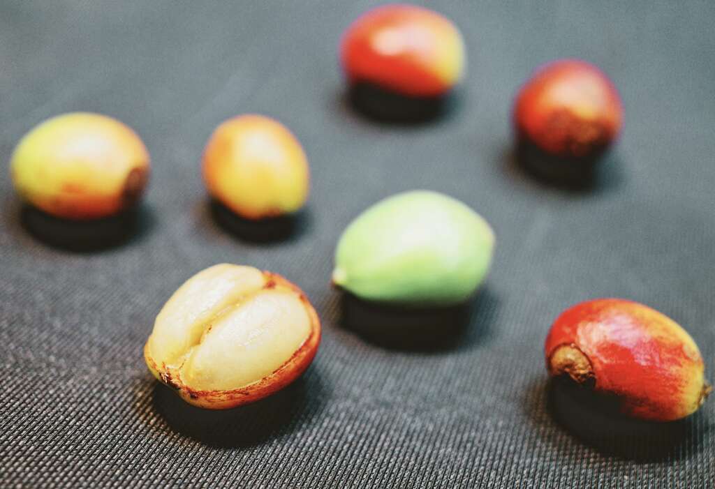 每颗「咖啡樱桃」里又含有一对种子，这对种子就是咖啡豆