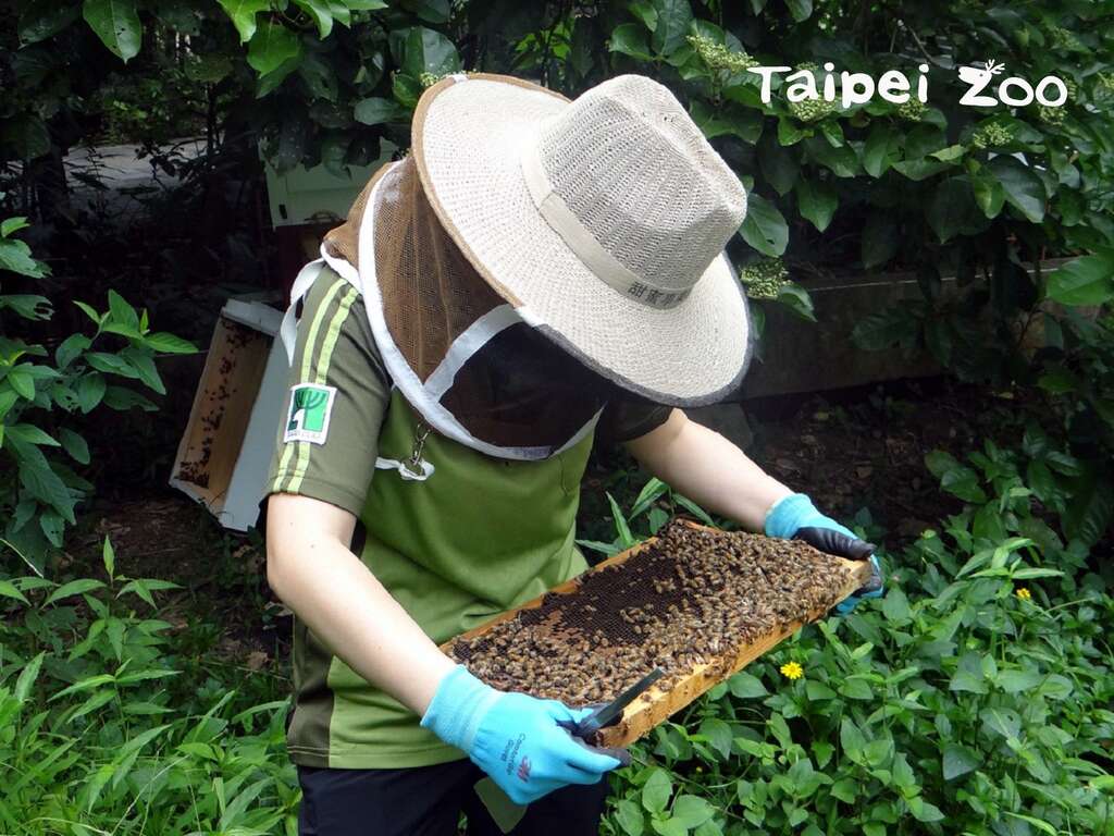 义大利蜂个性较温驯，是许多人入门饲养的蜂类