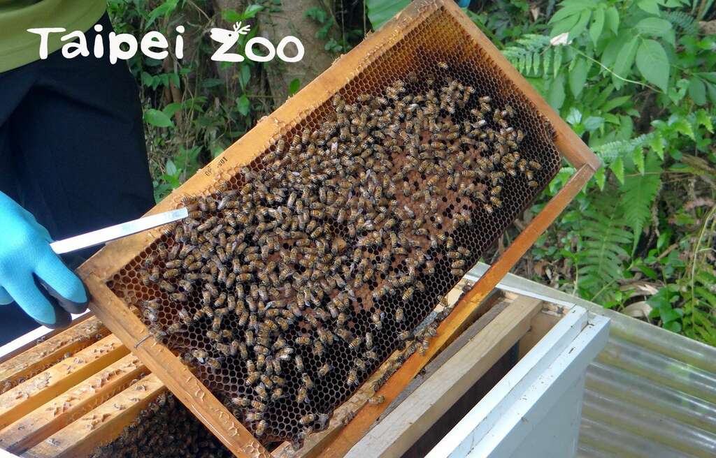 臺北市立動物園為了研究調查等需求，從三年前開始在昆蟲館周圍飼養義大利蜂