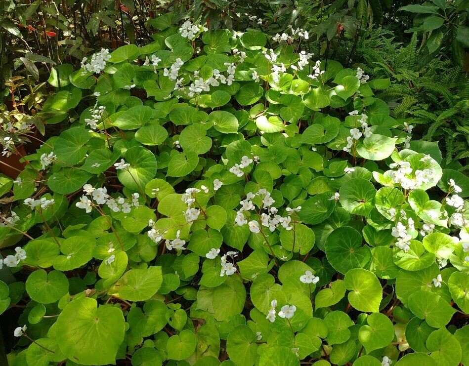 飘舞在典藏植物园的粉蝶-兰屿秋海棠