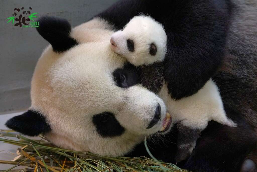 「亞麻仁油」能促進動物皮毛的健康,讓媽媽「圓圓」與「圓仔妹」毛髮「閃亮亮」又健康喔!