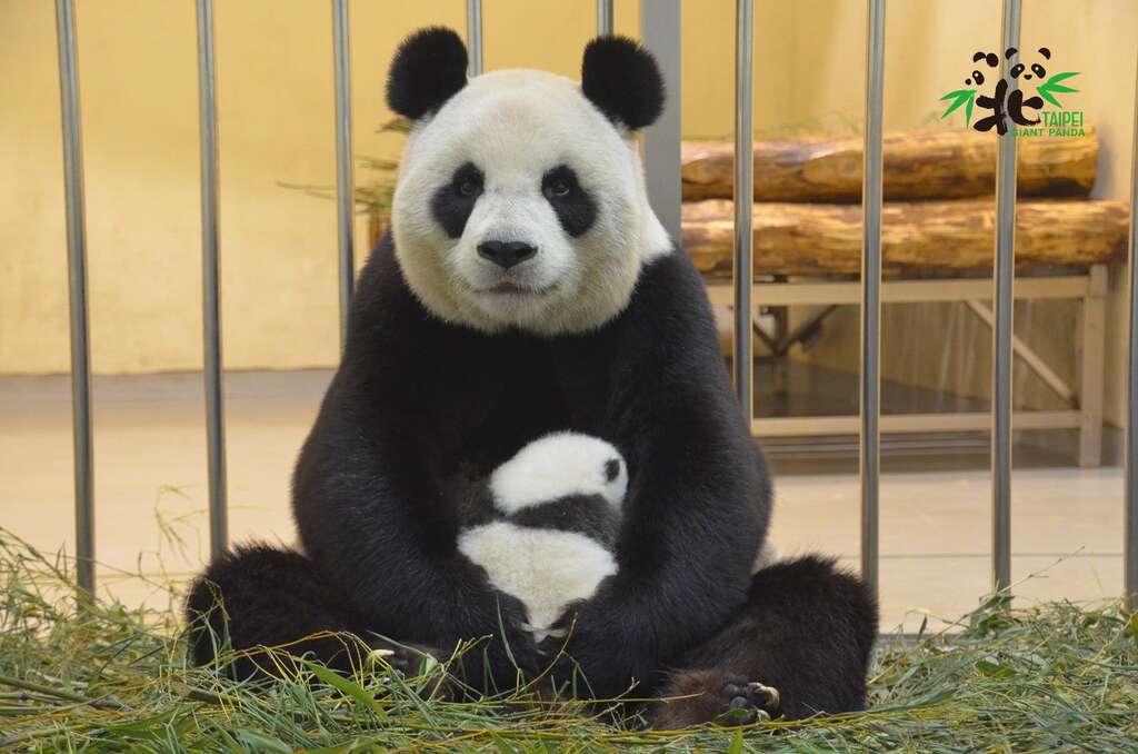 大猫熊妈妈的乳汁,在泌乳第14天,水份高达85%,蛋白质与脂肪却分别占了5%及7%