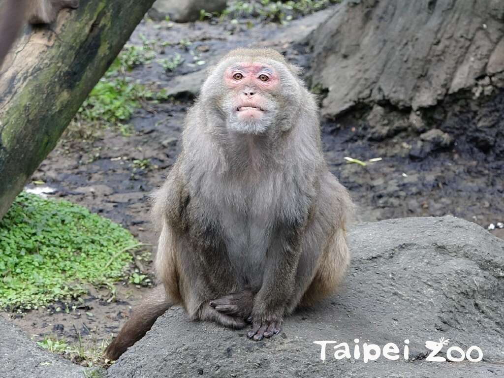 目前掌管猴島的猴子為「榮哥」