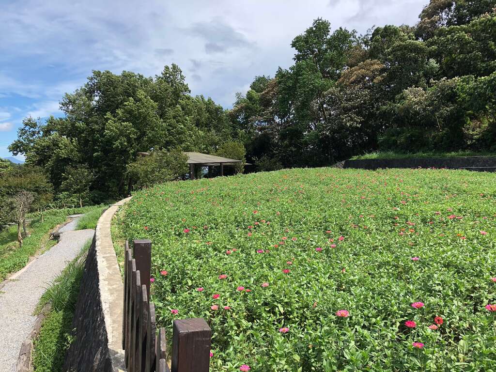 樟樹步道百日草