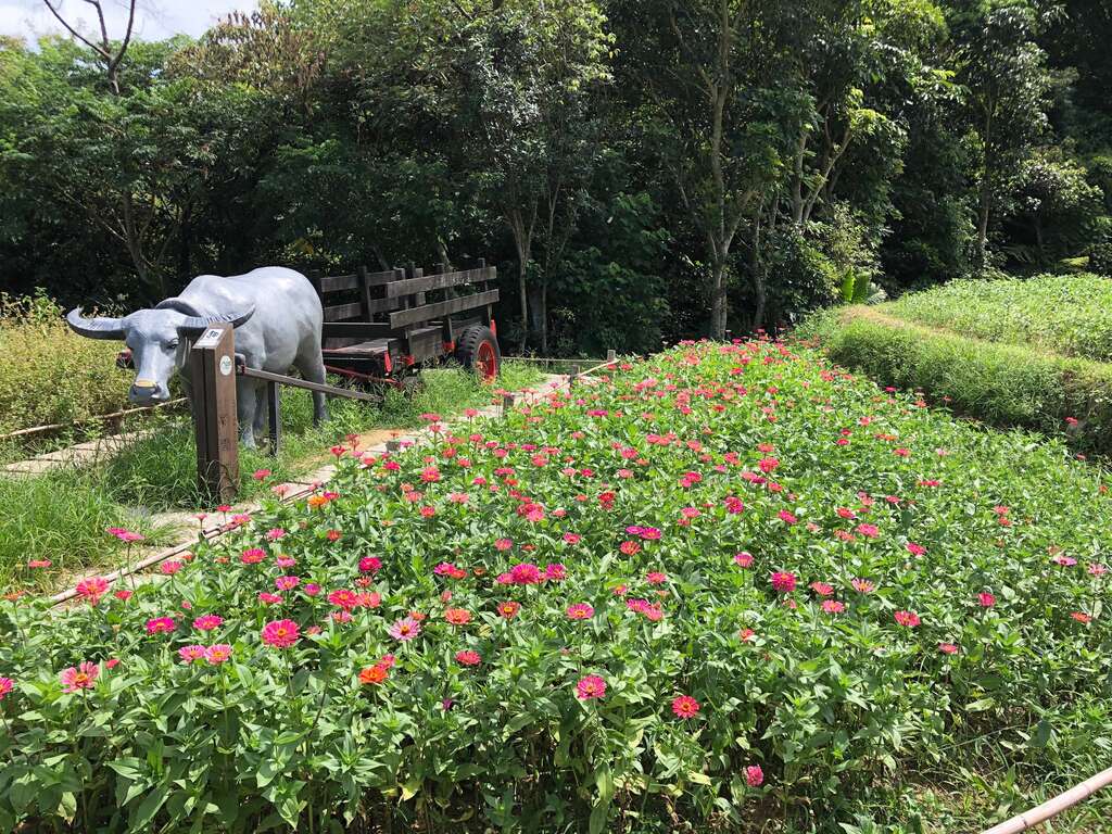 樟樹步道百日草與裝置藝術