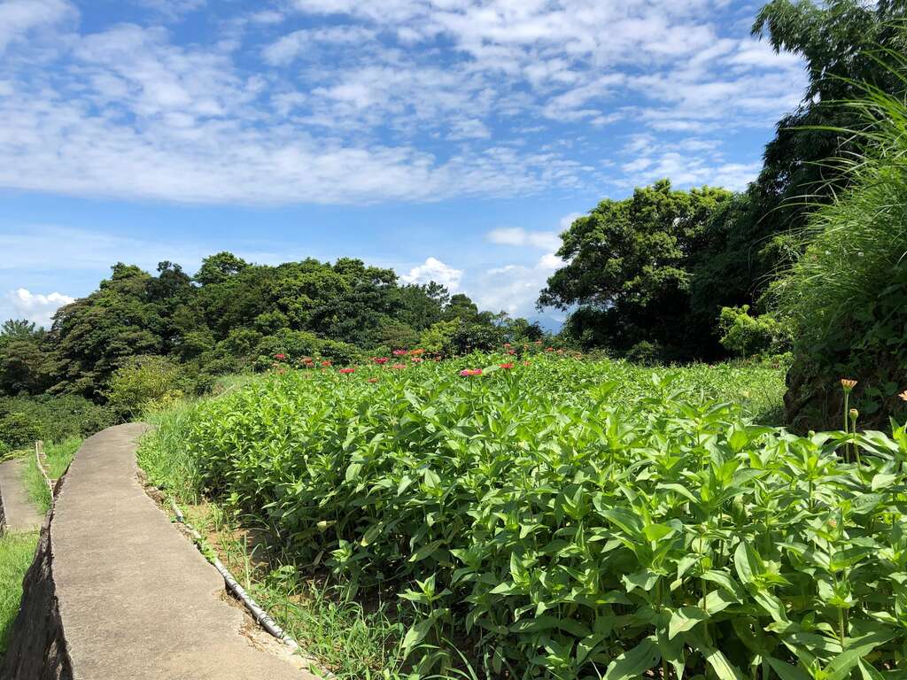 樟樹步道遍野的百日草