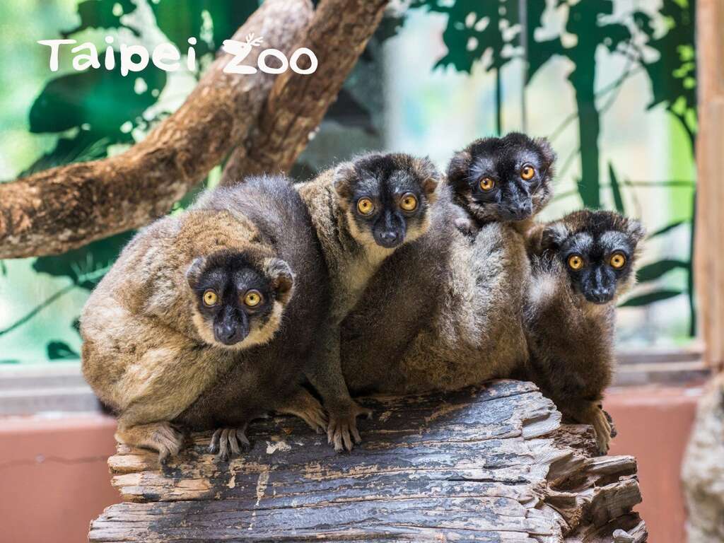 看到狐猴们在栖架上休息时,千万不要任意触摸、大声喧哗,留给牠们一个安心的生活环境,才是最佳的游园礼仪