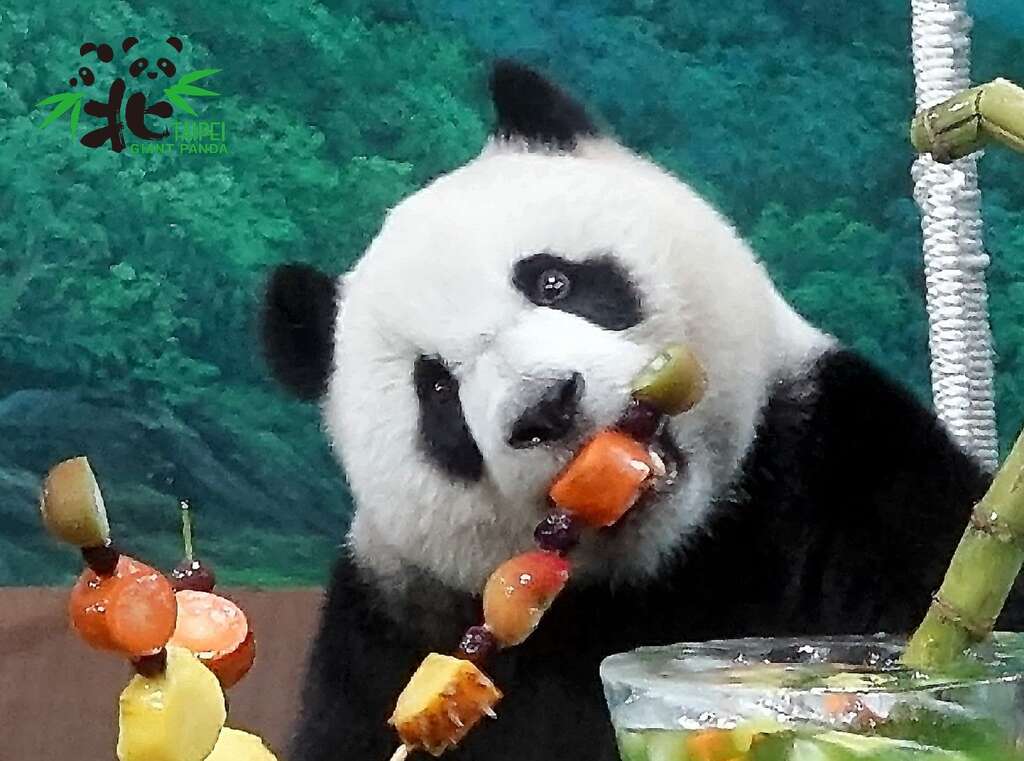 「圆仔」：猛兽能吃得像我这麽可爱吗？