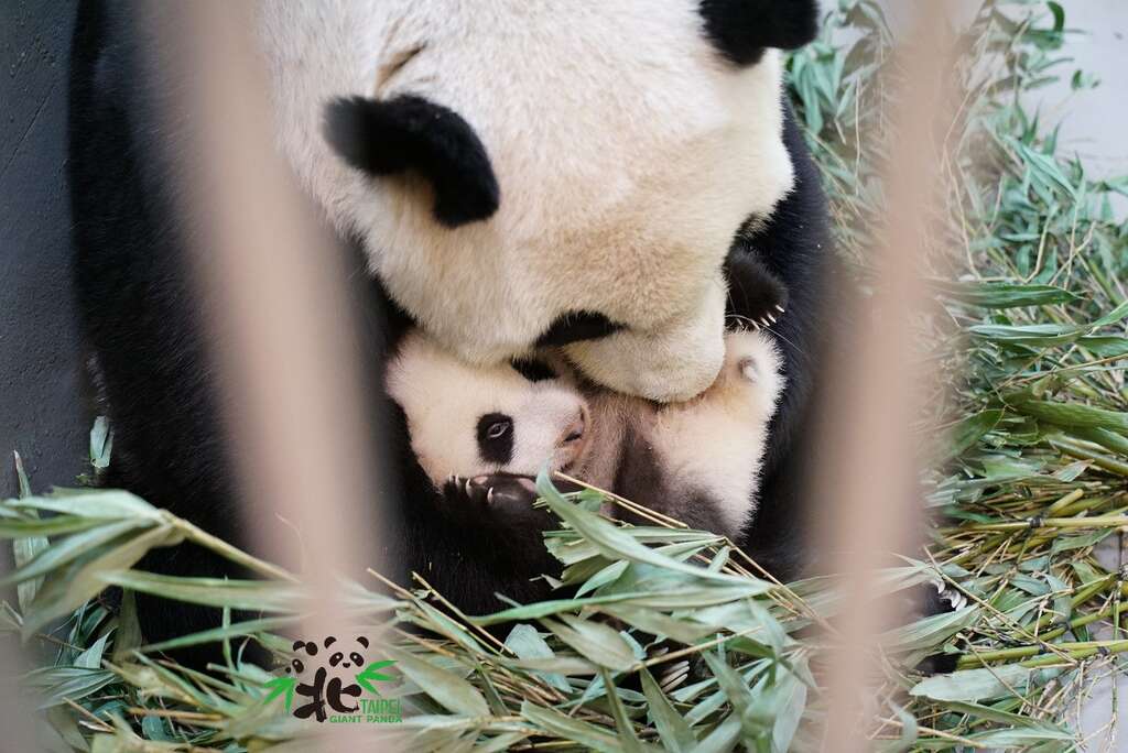 「圆宝」的美容师就是妈妈「圆圆」