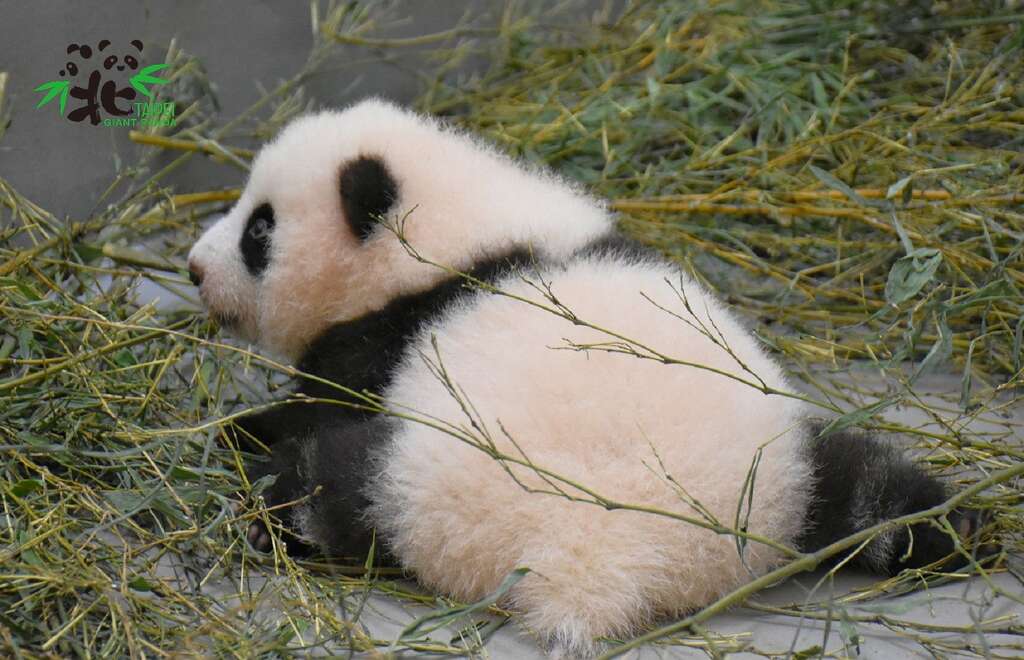 宝宝尝试爬行中，慢慢探索世界中
